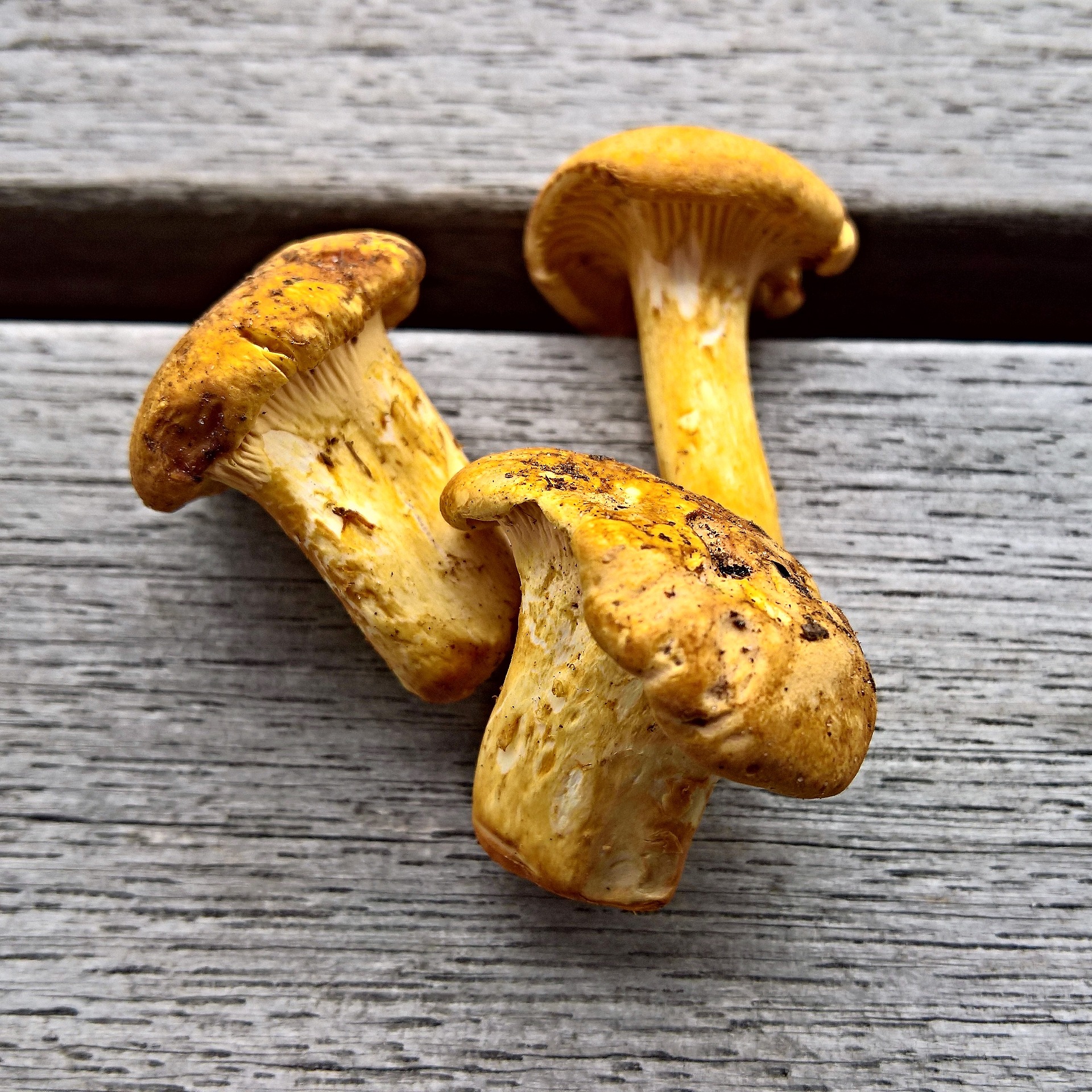 mushrooms-2467789_1920